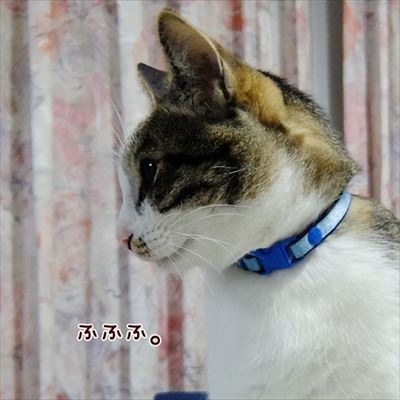 柴犬ひかりといちごと猫ミルキー