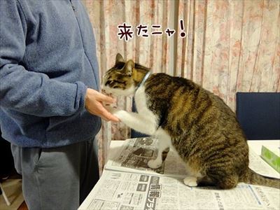 柴犬ひかりといちごと猫ミルキー