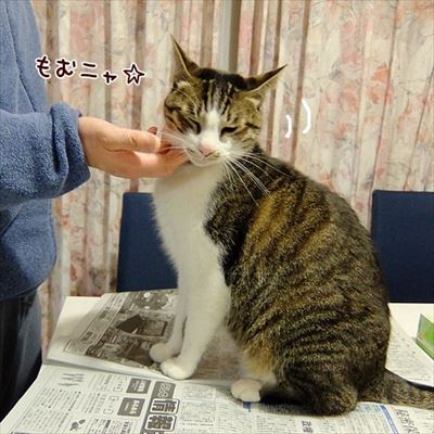 柴犬ひかりといちごと猫ミルキー