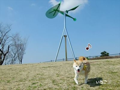 柴犬ひかりといちごと猫ミルキー