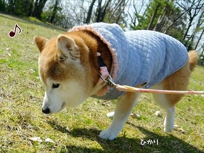 柴犬ひかりといちごと猫ミルキー