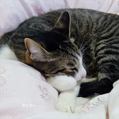 柴犬ひかりといちごと猫ミルキー
