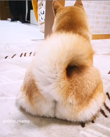 しっぽフリフリ