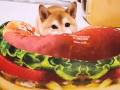 ワンコバーガーおひとついかが？　大きなハンバーガークッションに埋もれる柴犬がとってもかわいい