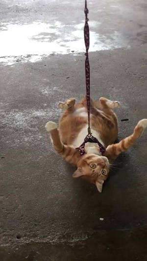 引きずられる猫