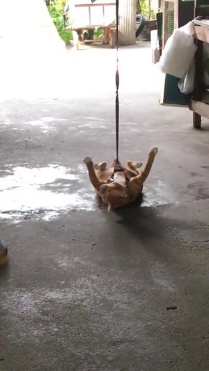 引きずられる猫