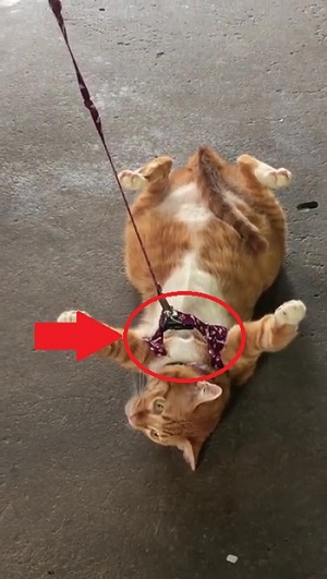 引きずられる猫