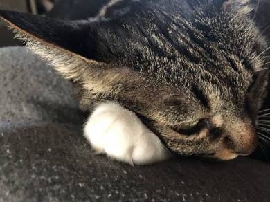 猫のおてて屋さん