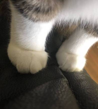 猫のおてて屋さん