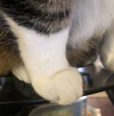 猫のおてて屋さん