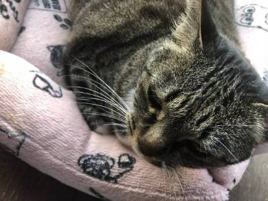 猫のおてて屋さん