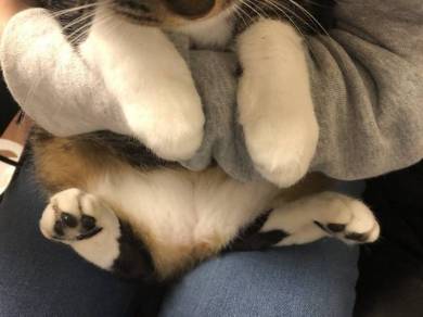 猫のおてて屋さん