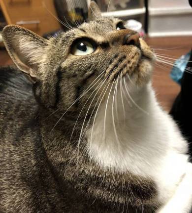 猫のおてて屋さん