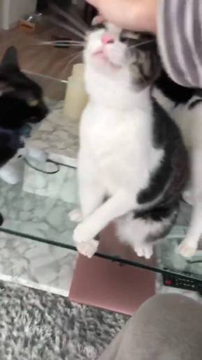 猫 ウェーブ撫で