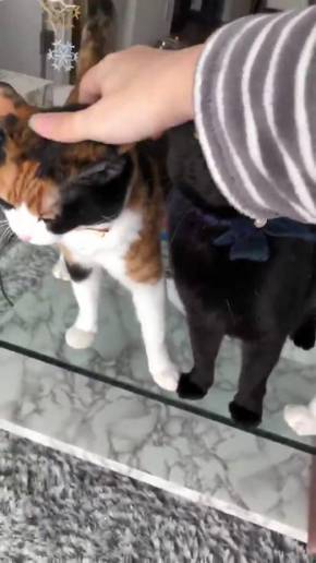 猫 ウェーブ撫で