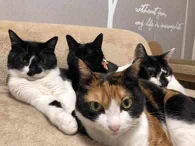 猫 ウェーブ撫で