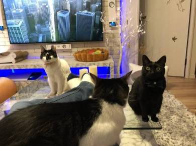 猫 ウェーブ撫で