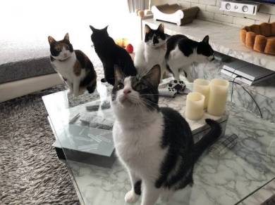 猫 ウェーブ撫で