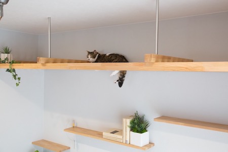 マイリノペットforねこ