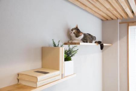 マイリノペットforねこ