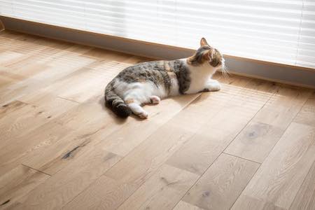 マイリノペットforねこ