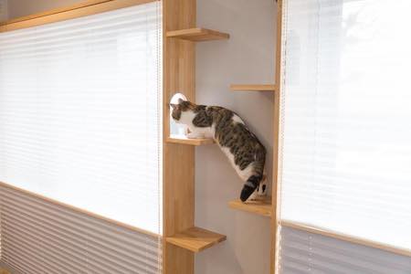 マイリノペットforねこ