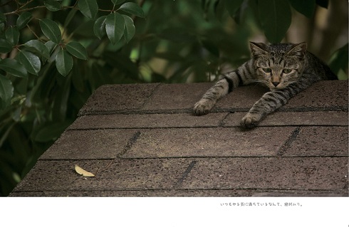 明日はきっとうまくいく