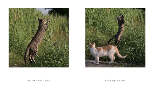 明日はきっとうまくいく