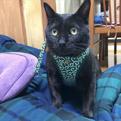 はじめてのなでなで