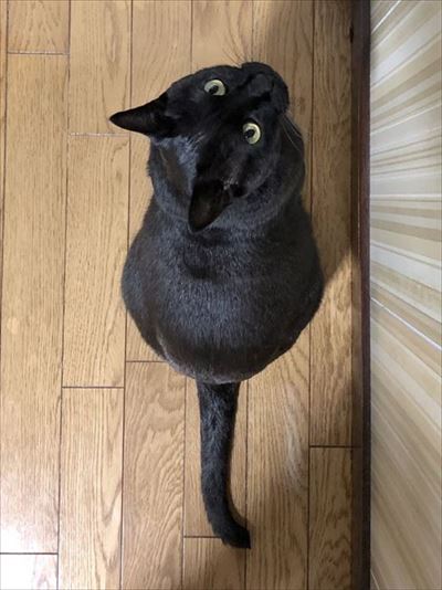 はじめてのなでなで