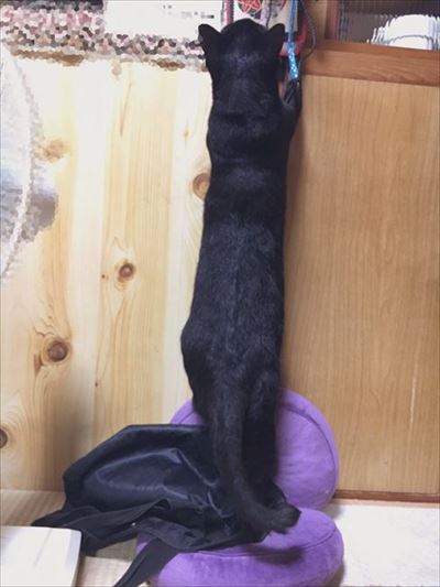 はじめてのなでなで