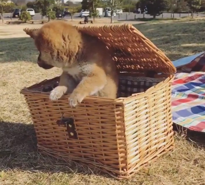  きょろきょろ左