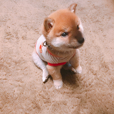 お座りする小さい頃