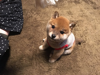 お座りしながら見上げる小さい頃