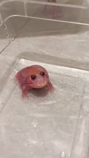 アルビノカエルちゃん