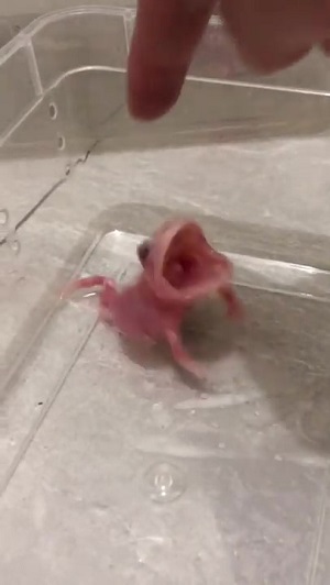 アルビノカエルちゃん