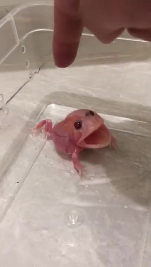 アルビノカエルちゃん