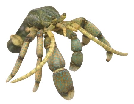 みずべのなかま