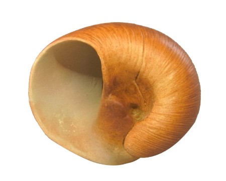 みずべのなかま