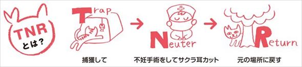 さくらねこの日