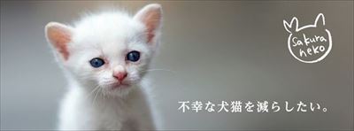 さくらねこの日