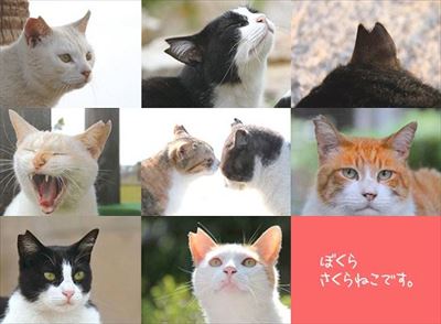 さくらねこの日