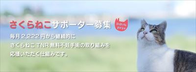 さくらねこの日