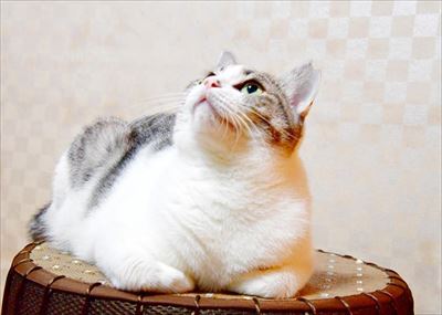 さくらねこの日