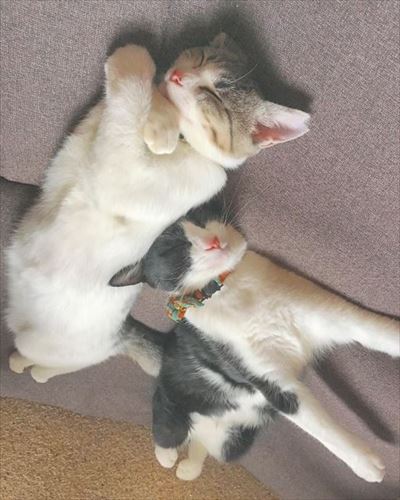 さくらねこの日