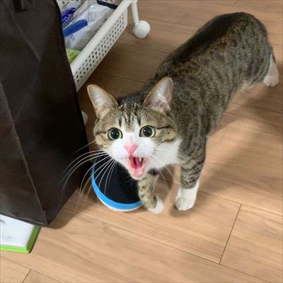 猫のすずめちゃん