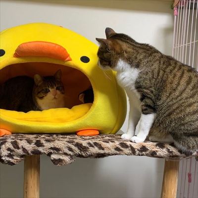 猫のすずめちゃん