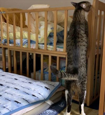 猫のすずめちゃん