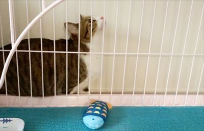 猫のすずめちゃん