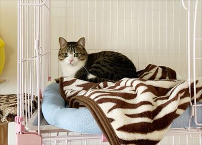 猫のすずめちゃん